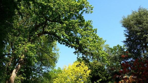 Bois des Moutiers (367) Mai 2012